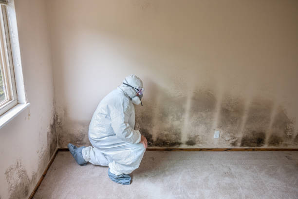 Best Mold Damage Repair  in Ponce Inlet, FL